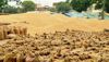 5.73 lakh MT wheat reaches grain markets for procurement