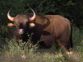 170 bison could offset carbon dioxide equal to 2 million cars