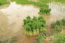 Sow, transplant saplings as per rice variety, Punjab Agricultural University tells farmers