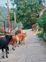 Stray cattle trouble commuters