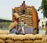 6.94 lakh MT of wheat reaches markets as harvesting almost over