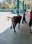 Abandoned cattle at Nahan bus stand pose threat to passengers