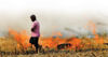 Agri Dept forms teams to prevent stubble burning