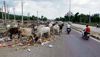 Only 3% stray cattle removed per year, crisis in Faridabad spirals out of control