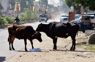 Use cow cess to tackle stray cattle menace: Ludhiana residents to MC