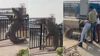 Massive crocodile ventures out of Ganga canal in Uttar Pradesh, tries to scale railing; video goes viral