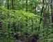 28 years on, Haryana, WB yet to form panels on ‘deemed’ forests