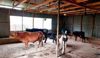 Kishtwar DC inspects shelter built for stray cattle