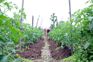 Sangrur farmers go in for organic farming