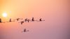 Emirates flight strikes flock of flamingos in Mumbai, prompts environmentalists’ concerns