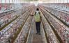 Centre issues avian influenza advisory after 4 states report outbreaks in poultry
