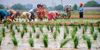 Nod to transplantation of paddy from June 11