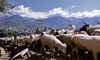 With onset of summer, Gaddi herders make way up Dhauladhar, Lahaul hills