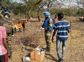 Army officer transforms livestock healthcare in Sudan