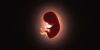 Foetus found near hospital in Abohar
