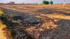 Wheat harvesting almost over, only 35 farm fire incidents in Ludhiana district so far