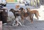 Stray dog menace continues in Panipat