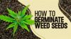 how to germinate weed seeds