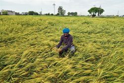 ~16-crore EC booster for rain-hit farmers in Punjab