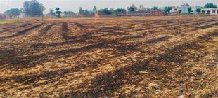 332 farm fire cases in 5 days in Ludhiana district
