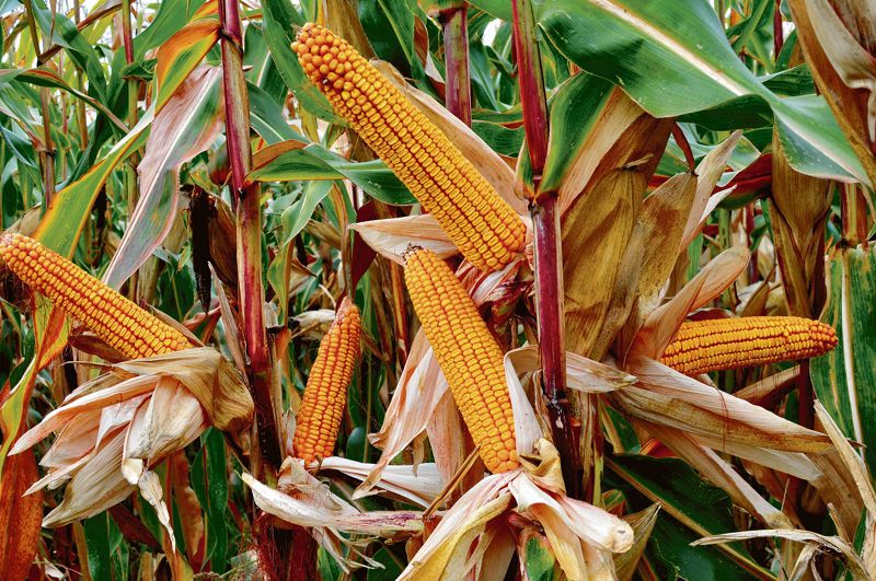 Agriculture Dept plans to impose curbs on spring maize in Punjab