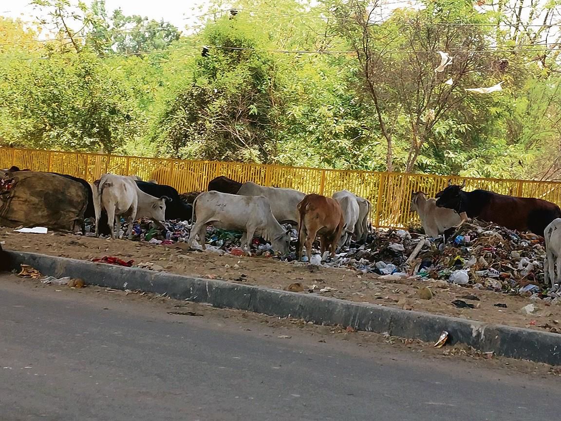Dumped waste becoming cattle meal