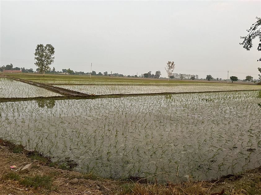 Haryana: Registration of kharif crops begins on ‘Meri Fasal’ portal