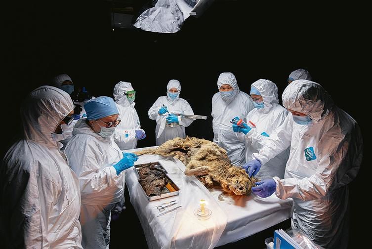 Autopsy done on 44,000-year-old wolf carcass