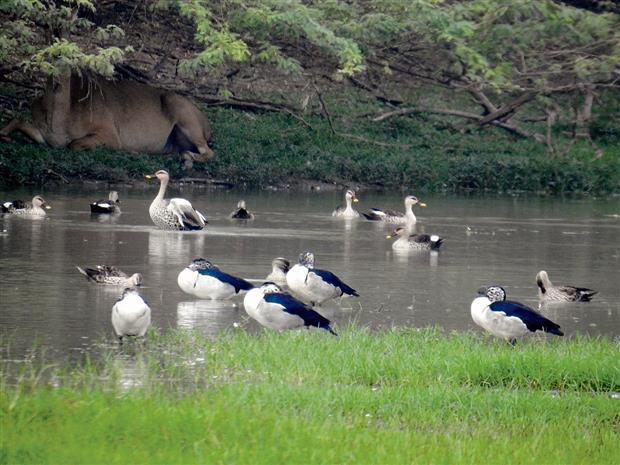 Climate change, poor management impact wetlands in NCR