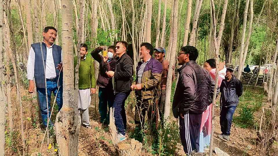 Ladakh admn tries to tackle pest attacking poplar trees