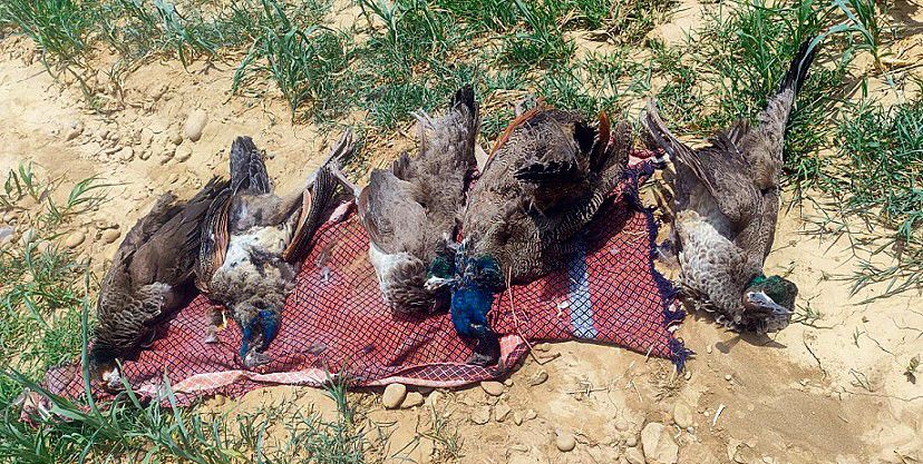Five peacocks found dead at Maira village