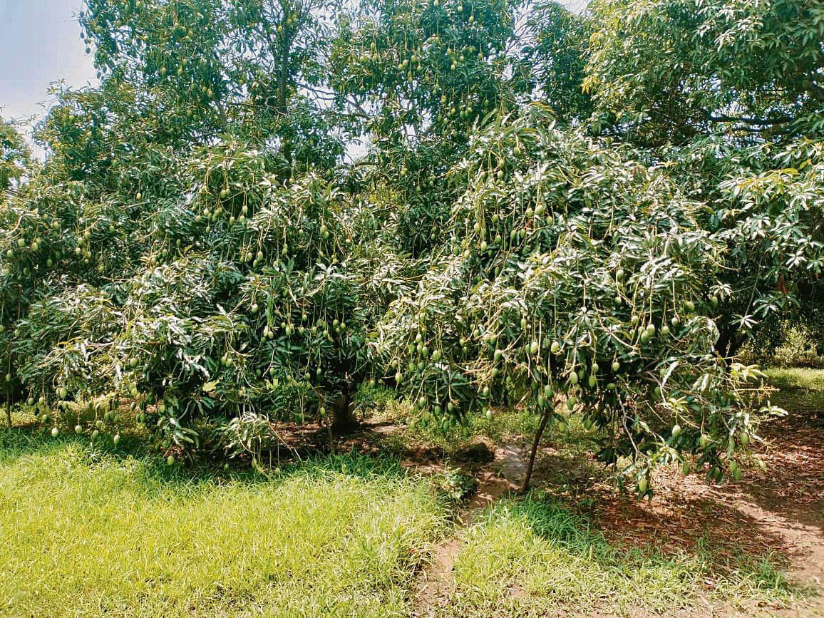 Despite heat, Yamunanagar mango growers optimistic about good harvest