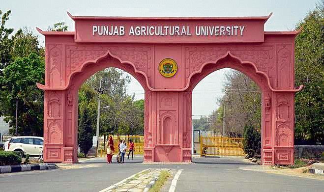 Adopt water saving interventions in rice: Punjab Agricultural University experts