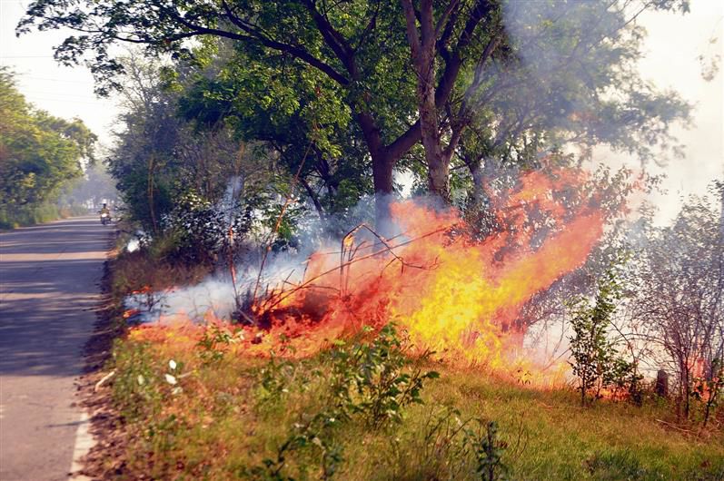 Amritsar: Field fires damaging tree trunk along highways, link roads