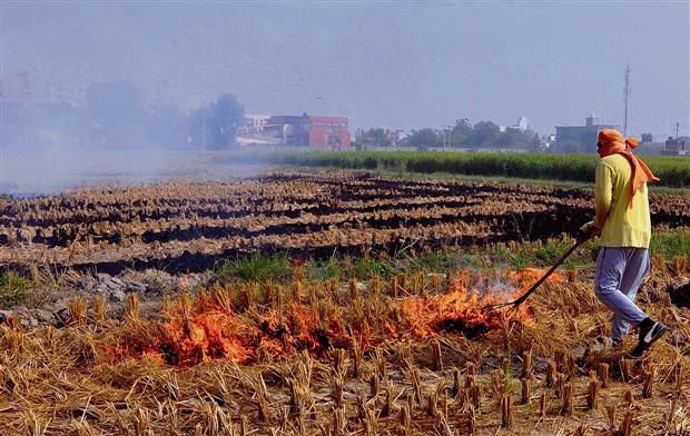 Stubble burning leads to spread of weeds, causes harm to field ecology: PAU experts