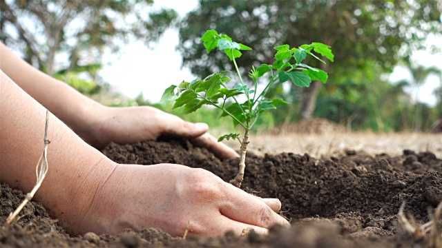 Sirsa green volunteers hold plant ‘langar’