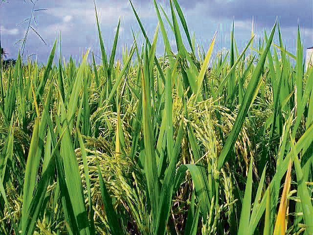Cultivating organic basmati rice can help increase exports: PAU agronomist