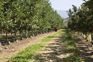 Himachal Pradesh eyes another World Bank project to improve apple yield