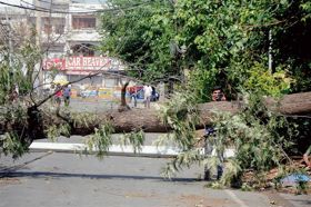 Squall disrupts power supply, uproots trees