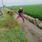 Canal water revives parched fields in 3 districts of Punjab