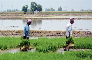 Scarcity of labour huge concern for Amritsar district farmers