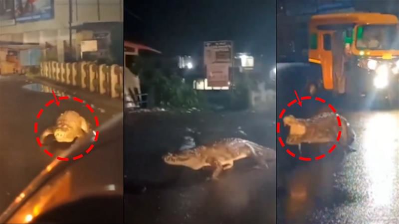 Viral video: Crocodile seen strolling on Maharashtra road after heavy rain