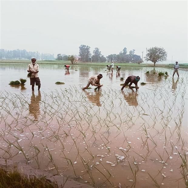 Paddy transplantation picks up in Karnal district after rains, may end by July 10