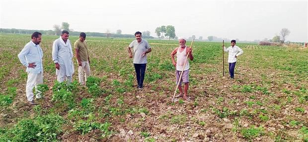 Narma crop in good shape, safe from white fly attack: PAU