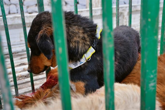 Jammu: Dog shelter to curb menace of strays preying on livestock