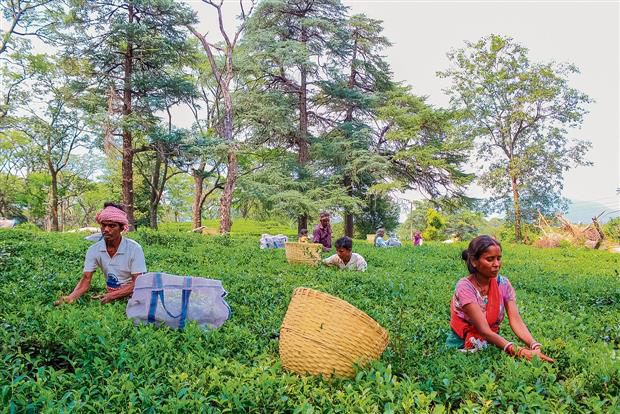 Dry weather hits Kangra tea production in May, June