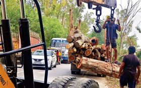 7K trees to go for Sirhind-Patiala 4-laning